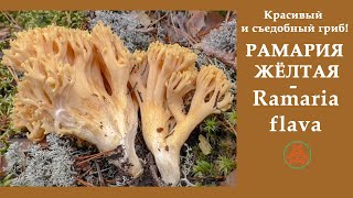 Красивый и съедобный гриб РАМАРИЯ ЖЁЛТАЯ  Ramaria flava [upl. by Mcfadden]