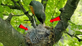 Beautiful baby of Small minivet bird birdswithme107 [upl. by Haggi716]