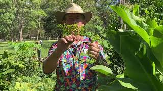 Moringa Miracle Tree HD 1080p [upl. by Hevak487]