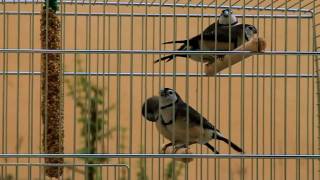 Owl Finches Meowing [upl. by Arrad474]