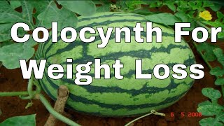 Colocynth Benefits In Urdu  Colocynth For Weight Loss  IN URDU Tumba [upl. by Velvet]