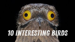 10 Amazing Birds You Need to Know About The most interesting birds [upl. by Lleirbag754]