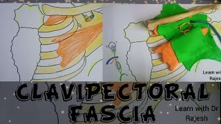 CLAVIPECTORAL FASCIA [upl. by Kramlich233]