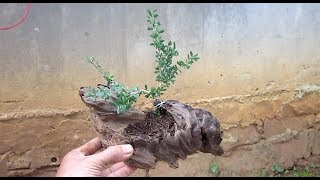 How to create a bonsai tree Fir on driftwood [upl. by Ah]