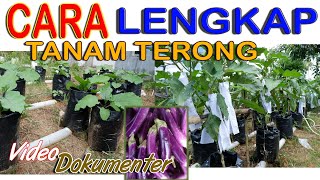 CARA MENANAM TERONG SISTEM IRIGASI KAPILER dari 0 Hingga PANEN [upl. by Eremihc]