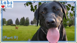 🔴LabsLive Part 9 Labrador Retrievers and Relaxing Music for Dogs [upl. by Namwob]