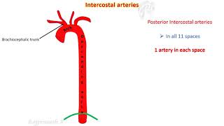 Intercostal spaces [upl. by Aropizt310]