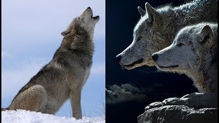 Types of Wolves [upl. by Luamaj155]