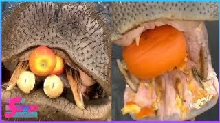 Big Hippos Eating WaterMelon  Cabbage  Fruits etc  Watch Amazing amp Wonder SeeIt20 [upl. by Auof665]