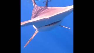 Diver Films Smooth Hammerhead Shark  1534078 [upl. by Fredric]