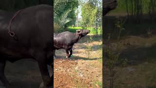 Breeder Buffalo Running shorts shortvideo buffalo [upl. by Kelci113]