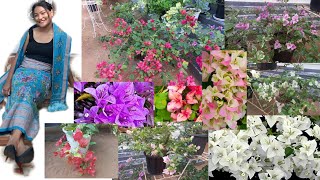 Bougainvillea ming 100 rang nigita onggenokon manini dakpile banga😱😍Nok koba ontisa mesokatenga [upl. by Kravits]