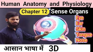 Sense Organs  HAP chapter 12  eye  skin  ear  nose  tongue [upl. by Anitsirc156]