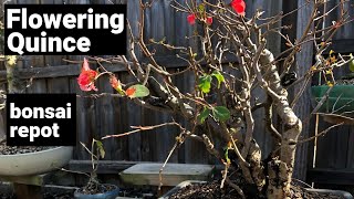 Flowering Quince bonsai  Japonica  repotting into a new pot  first look at new tree [upl. by Guillaume642]