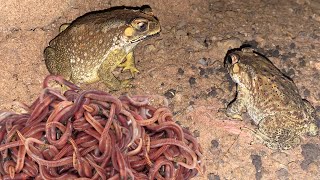 Frogs vs Mealworms  Frogs eating mealworms insects for Food [upl. by Saidee]