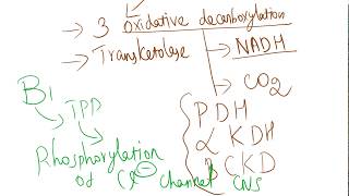 Coenzyme role of B1 Thiamine [upl. by Ah]