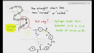 211 Proteins Primary amp Secondary Structure Cambridge AS amp A Level Biology 9700 [upl. by Toffey]