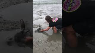 GIANT MUDCRAB Barehanded [upl. by Odab]