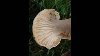 Hygrophorus penarioides lardaiolo bianco fungo lardaio mushroom nature autunno fungi [upl. by Baudin167]