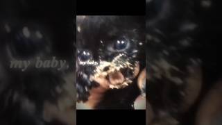 Cute Kittens 🐱🥺fypシ゚viral viral Cat cuteshorts memes Ytta606 [upl. by Noiwtna]