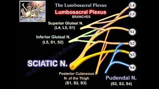 Lumbosacral Plexus  Everything You Need To Know  Dr Nabil Ebraheim [upl. by Jardena]