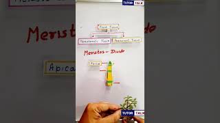 Meristematic Tissue  and its classification short shorts [upl. by Helmut189]