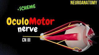 CN 3 Oculomotor Nerve EASY Scheme  Animation [upl. by Yerahcaz344]