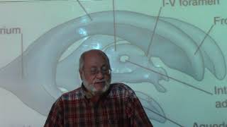 Neuroanatomy 96  Fourth ventricle part 2   by Dr Wahdan [upl. by Itaws342]