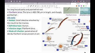 L6؛ ParaAncylostoma duodenal Strongyloides stercoralis TrichostrongylusGit 42 [upl. by Stucker]