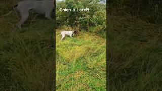 Chien a l arrêt [upl. by Caesar]