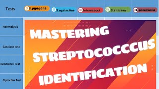 Unveiling Streptococcus Species Clinical amp Biochemical Identification Tips Microbiology [upl. by Kusin821]