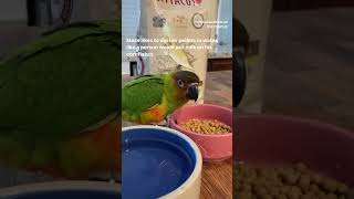 Conures eating pellets for Christmas breakfast shorts [upl. by Spratt]