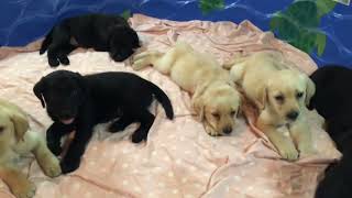 Lab Puppies Summer 2024 7wks old  Piano Lullaby [upl. by Enrev]