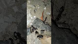 Secret Megalopolis of Ants Uncovered  Truly a wonder of the world  The Ants [upl. by Nav]