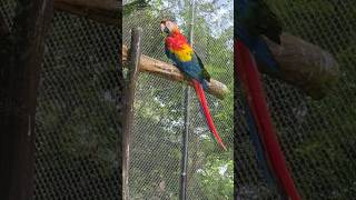 The plumheaded parakeet voice lovebirds birds parrot parrotlover parrottalking youtubeshorts [upl. by Ayotyal584]