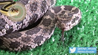 60Second Snakes The Eastern Massasauga Rattlesnake [upl. by Nuawtna]