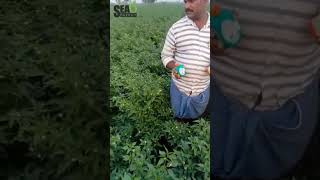 Guntur chilli farmer sharing his views regarding AGFORT and AGROGAIN [upl. by Burne275]