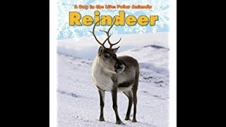 Reindeer  A Day in the Life  Stories for Kids [upl. by Niaz]