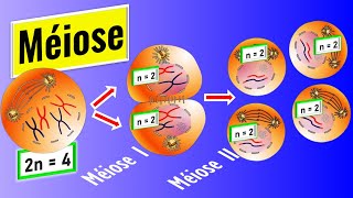 La méiose expliquée Comment se déroulent la méiose I et II [upl. by Ahsyen]