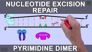 Nucleotide Excision Repair in Prokaryotes [upl. by Ellohcin]