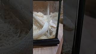 A cool snake  snow corn snake shorts snake snakes [upl. by Renick]