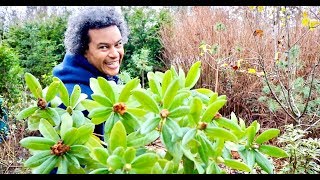 Rododendron Cunninghams White Planting [upl. by Norret472]