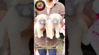 pug puppies  cute pug puppies  Pug dog  Pug dog video dog shorts short youtube video reels [upl. by Ezmeralda]