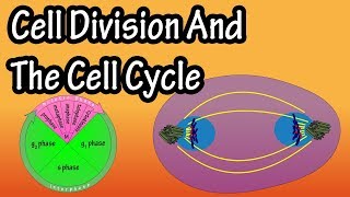 How Do Cells Divide  Phases Of Mitosis  Cell Division And The Cell Cycle  Cellular Division [upl. by Luar]