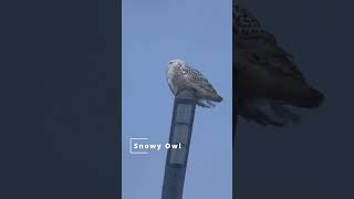 Snowy Owl [upl. by Sayles]