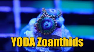 Yoda Zoanthids  Corals Unlimited [upl. by Angelina]