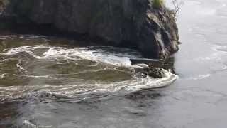 Reversing Falls St John NB Bay of Fundy [upl. by Enytsirk]