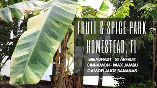 Breadfruit amp Camoflauge Bananas  Fruit amp Spice Park Part 2 [upl. by Hajidak766]