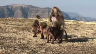 The Simien Mountains National Park Ethiopia [upl. by Amling]