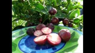 Red Cherry Guavas  A Review [upl. by O'Meara]